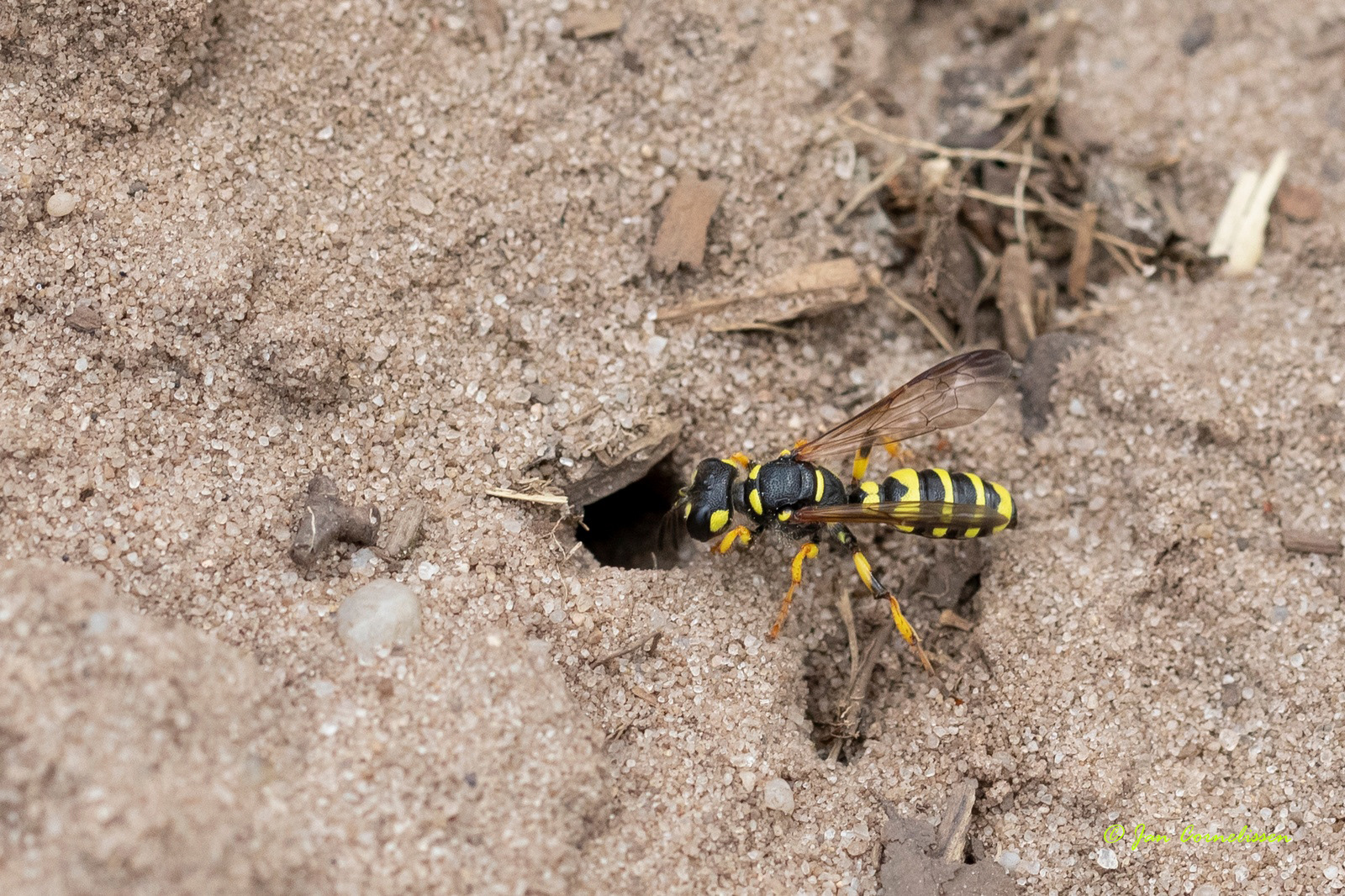 Grote snuittordoder - Cerceris arenaria, 2020