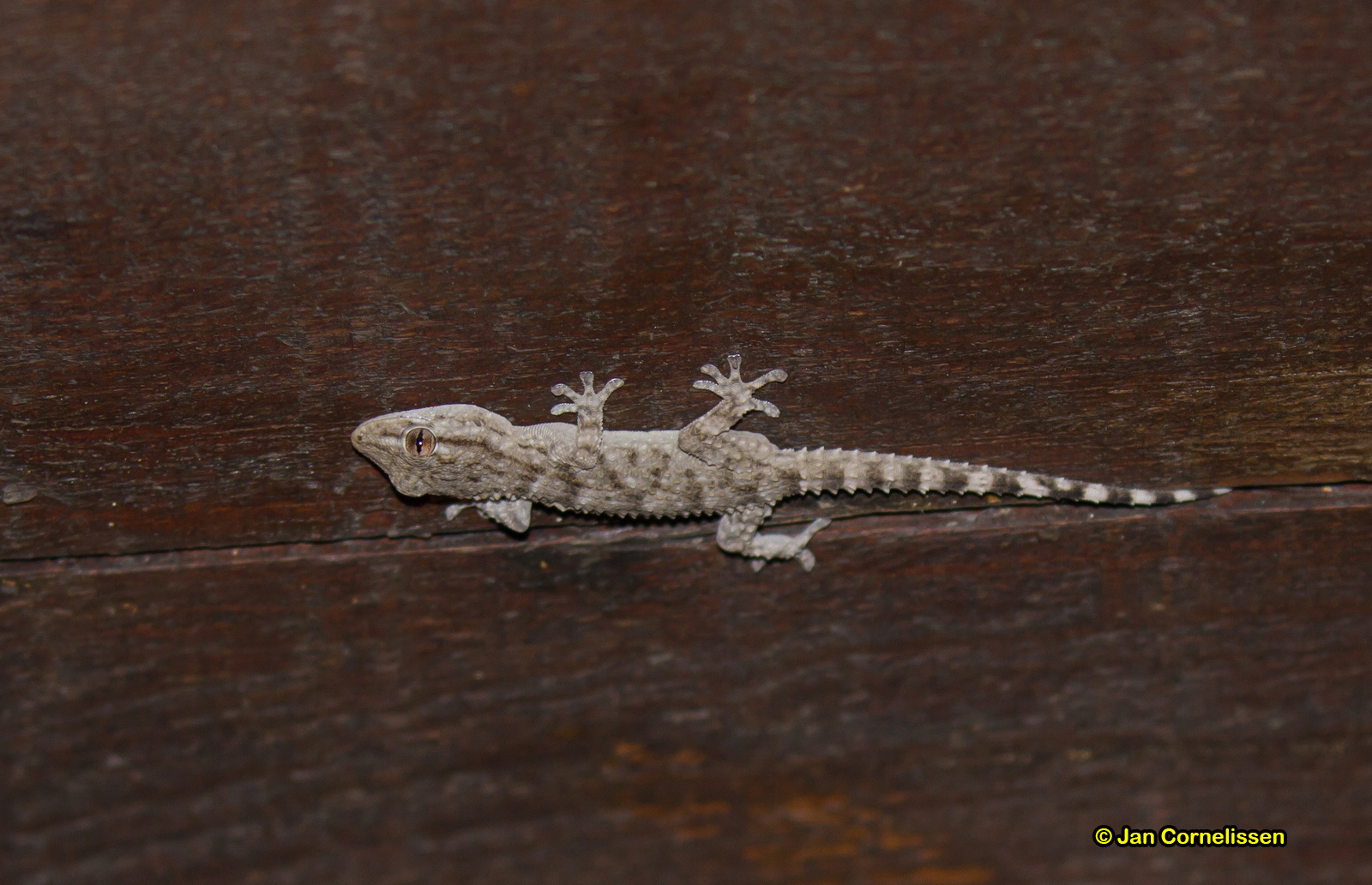 Muurgekko - Tarentola mauritanica (Ebrodelta, E) 2015