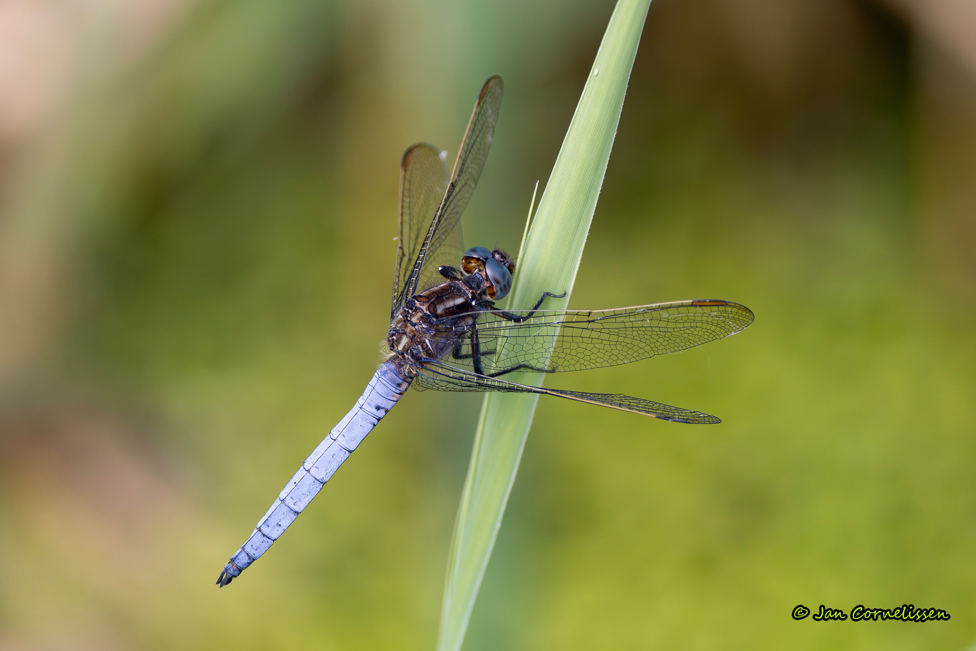 Beekoeverlibel - Orthetrum coerulescens (Lommel, B) 2025