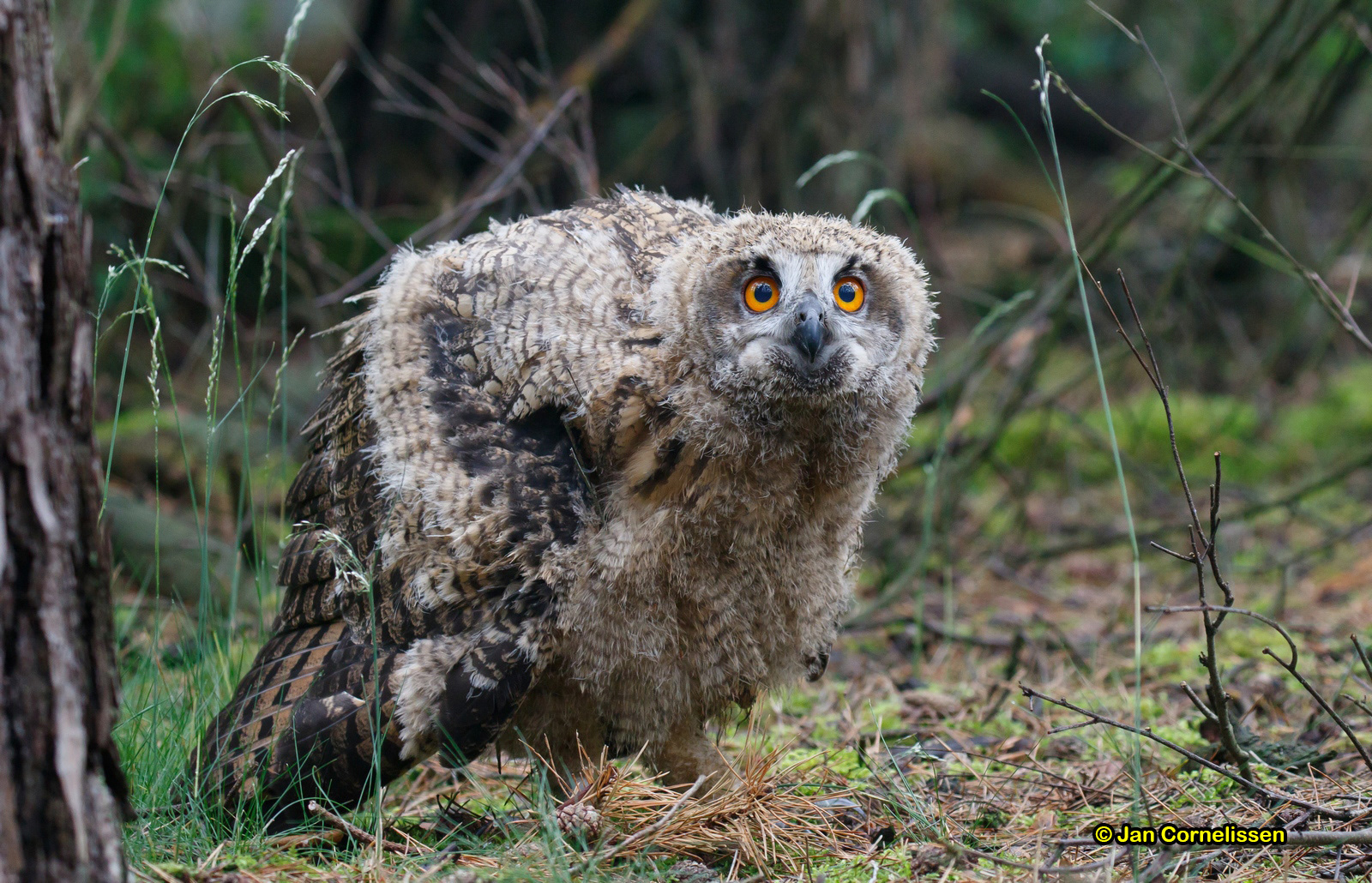 juveniele Oehoe