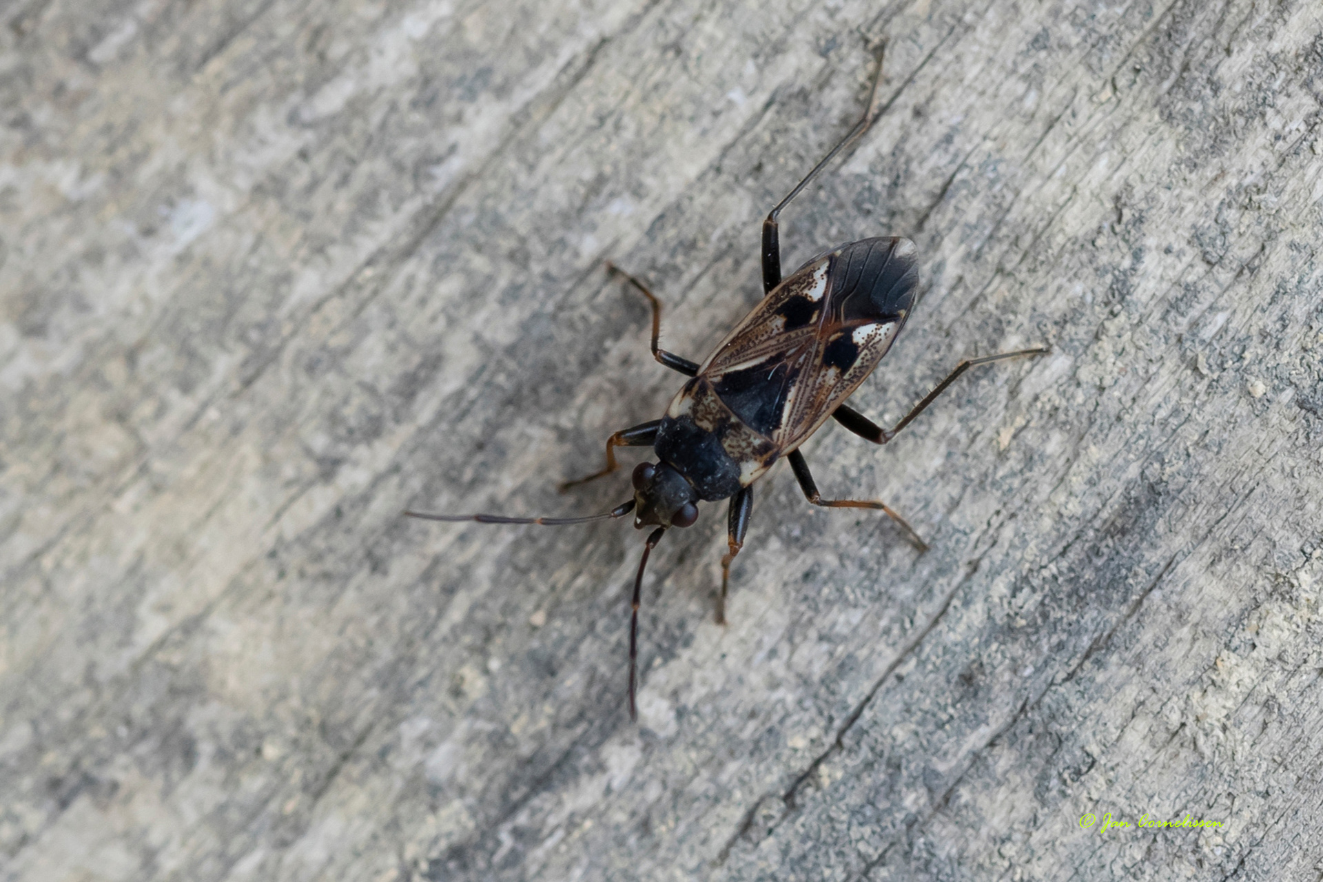 Gewone rookwants - Rhyparochromus vulgaris (Pelt, B) 2022