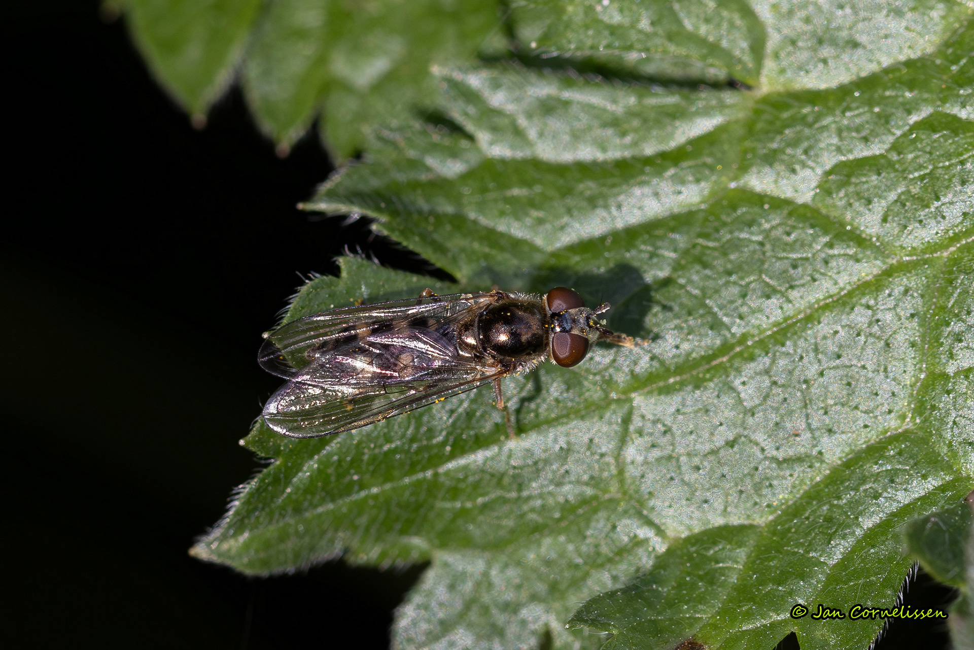 Gewoon schaduwplatvoetje - Platycheirus scutatus (Pelt, B) 2024