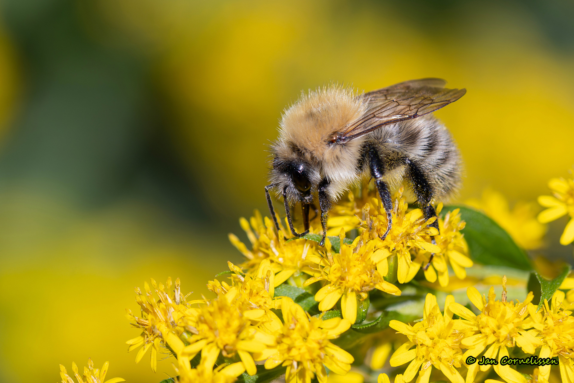 Akkerhommel - Bombus terrestris (Pelt, B) 2024