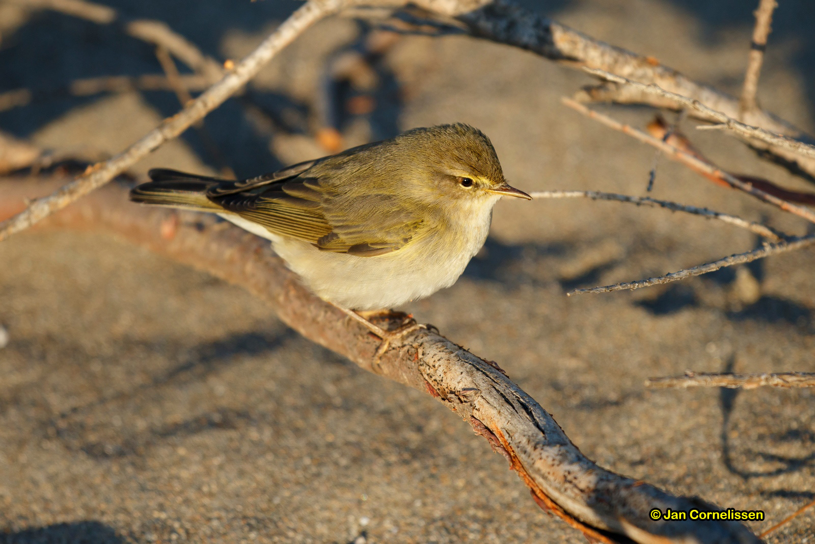 Fitis - Willow Warbler - Phylloscopus trochilus
