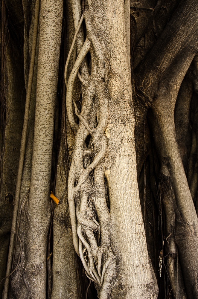 Banyan #11693