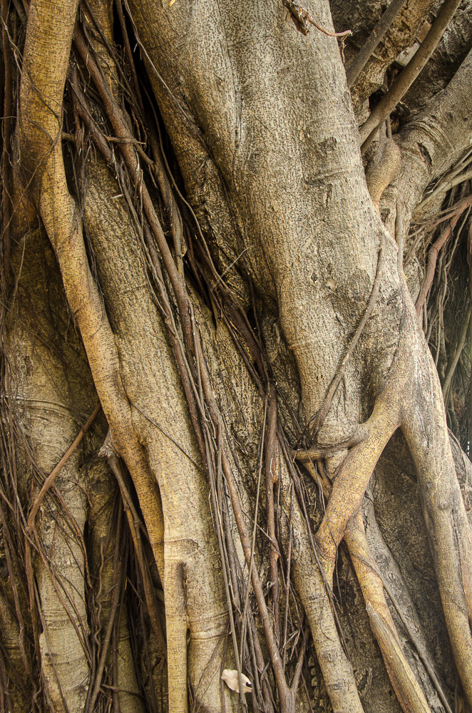 Banyan #11696