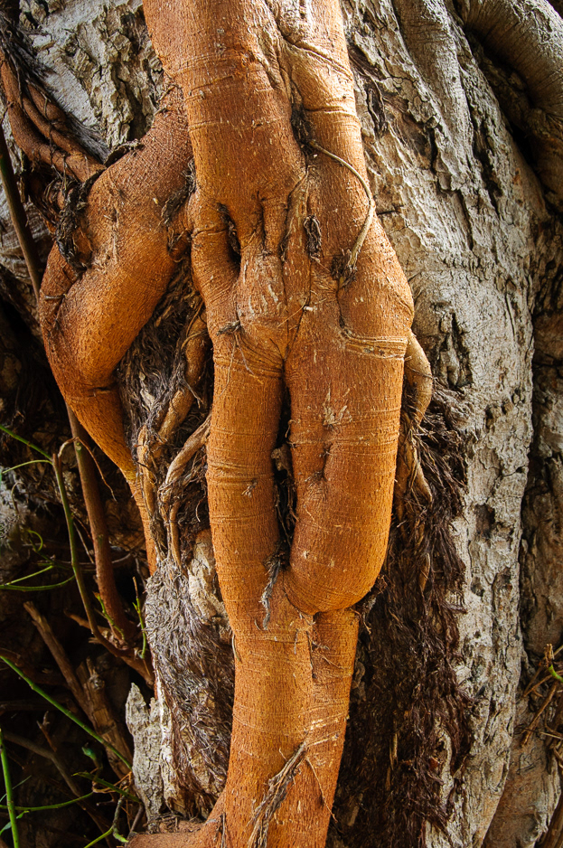 Banyan #09285
