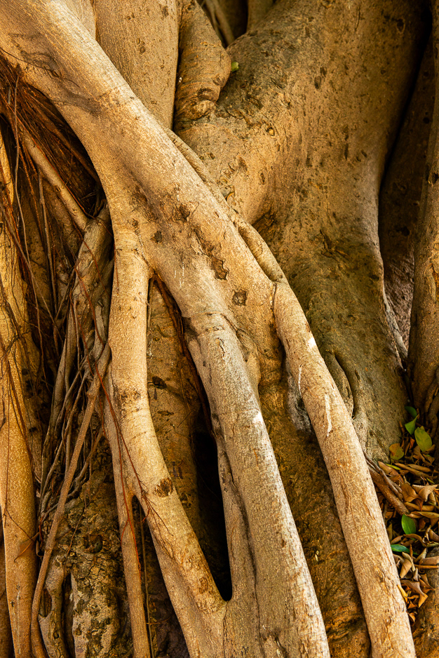 Banyan #17863
