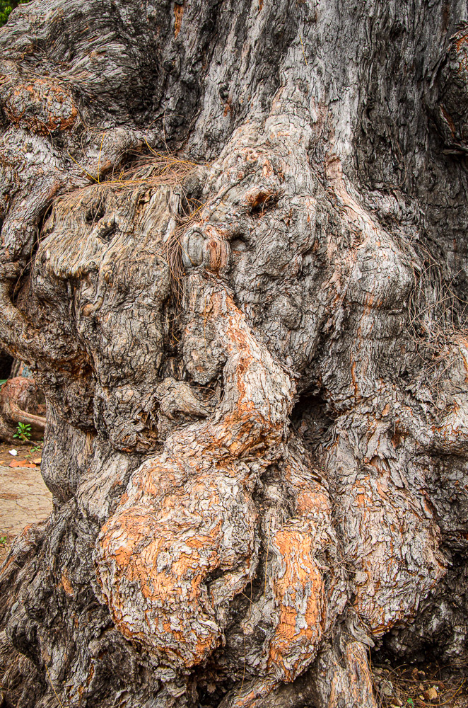 Burl #11722