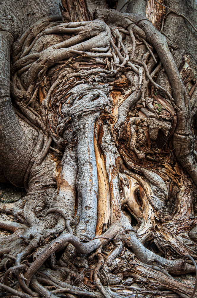 Banyan #09211