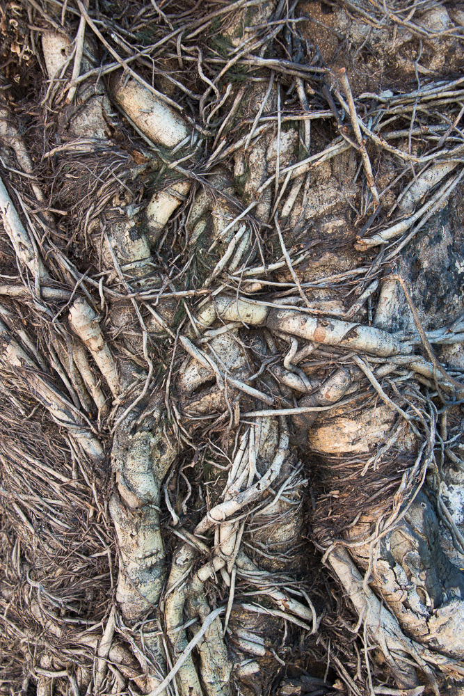 Banyan #18788