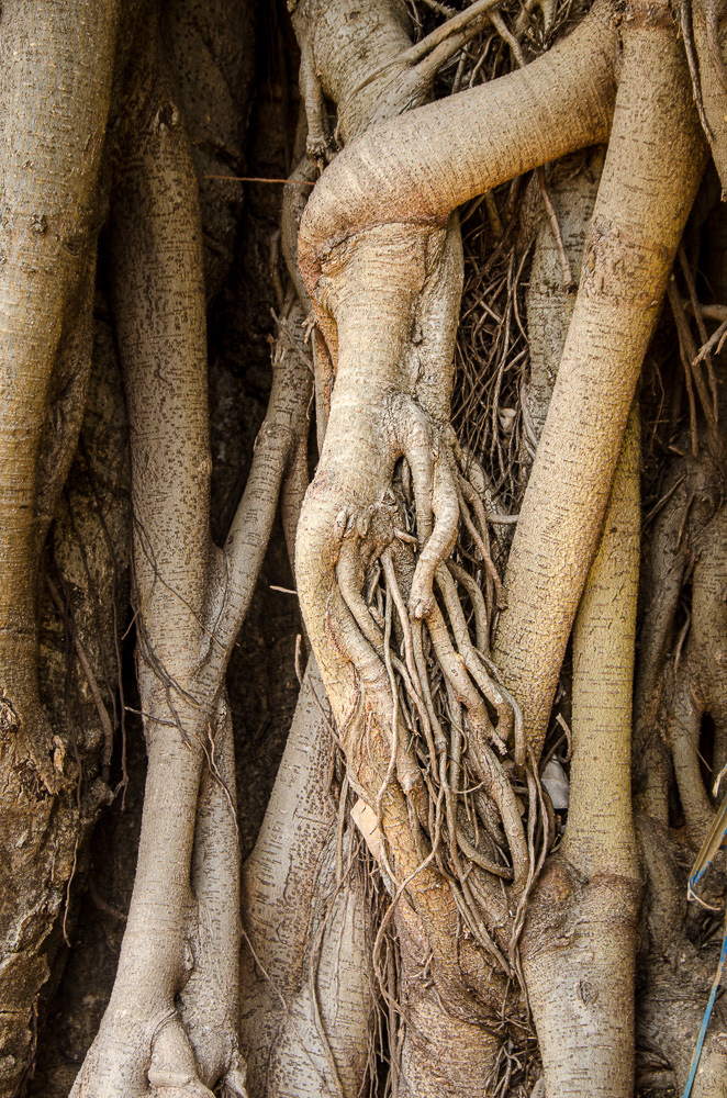 Banyan #11692