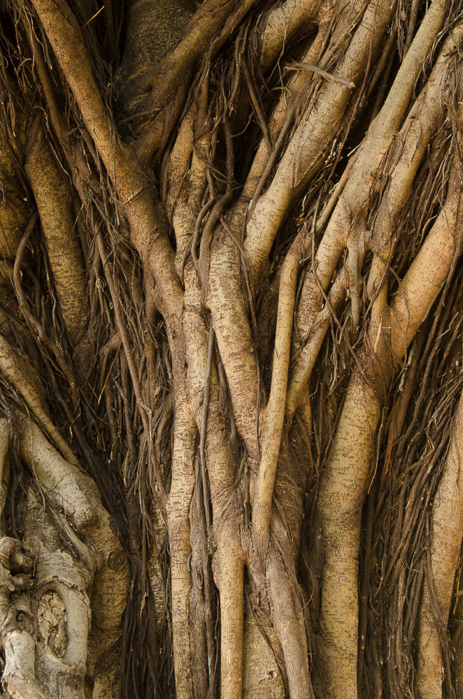 Banyan #11708
