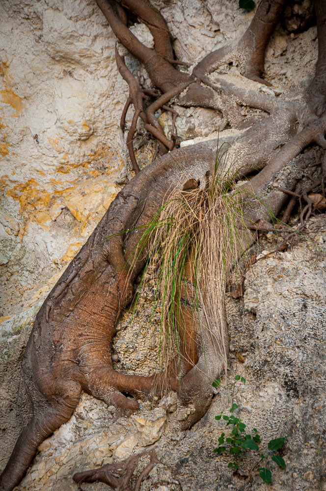 Banyan #07476