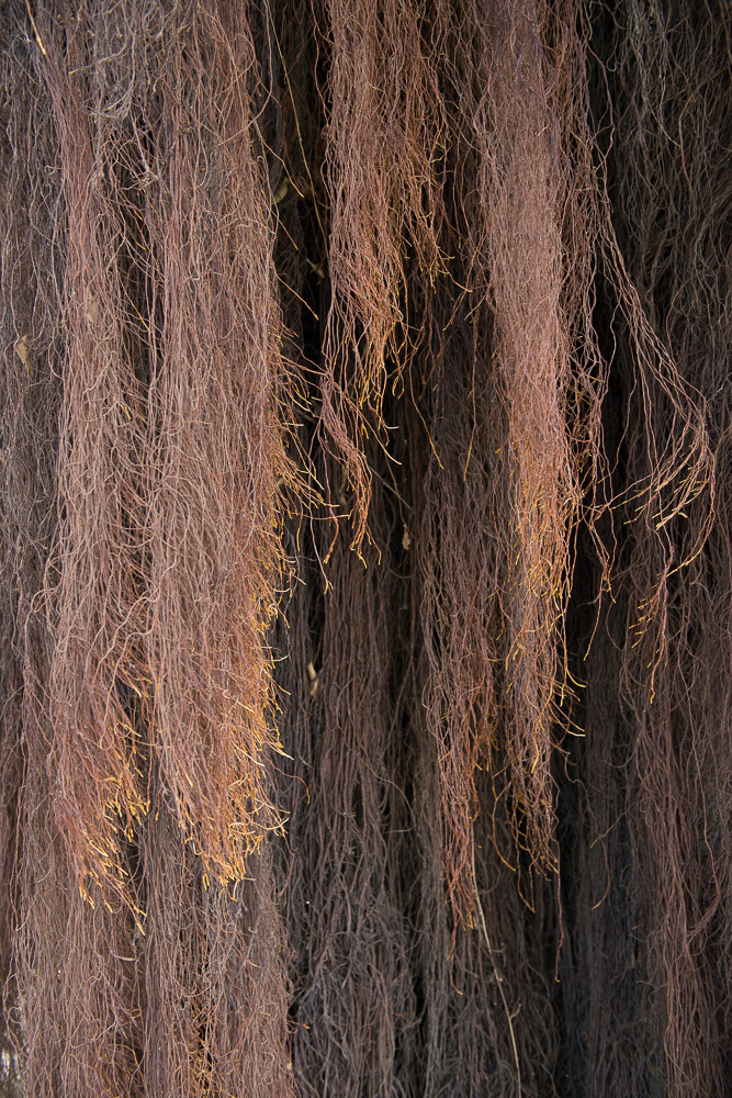 Banyan #18157