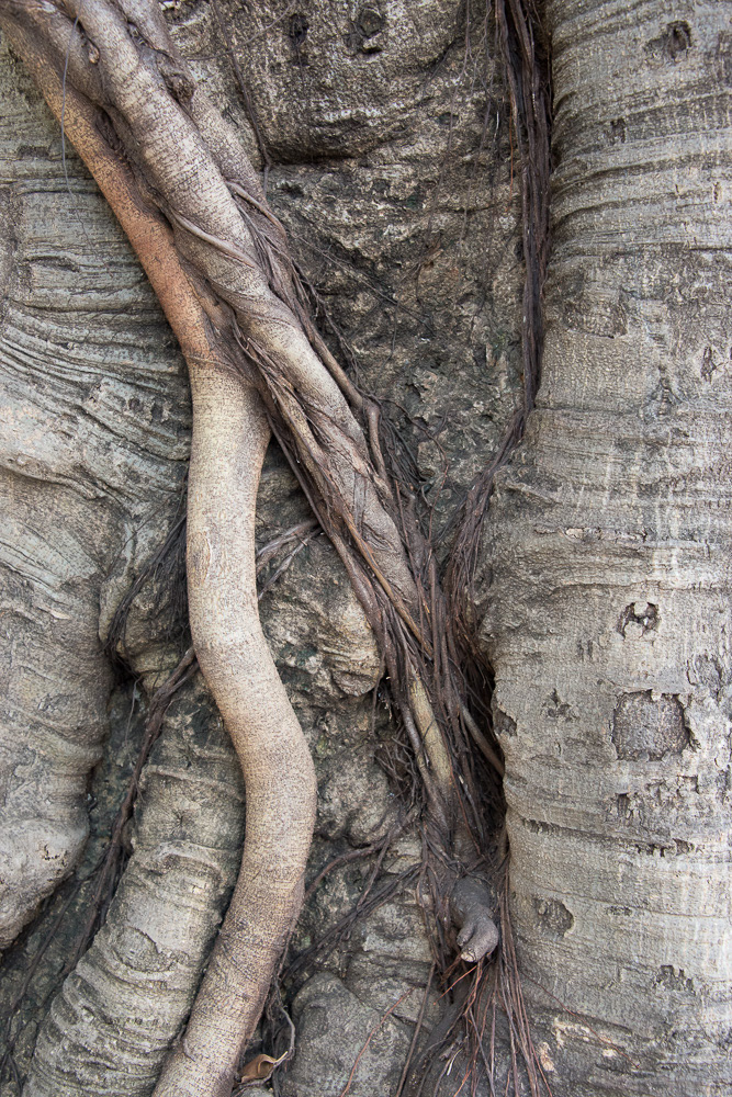 Banyan #18779