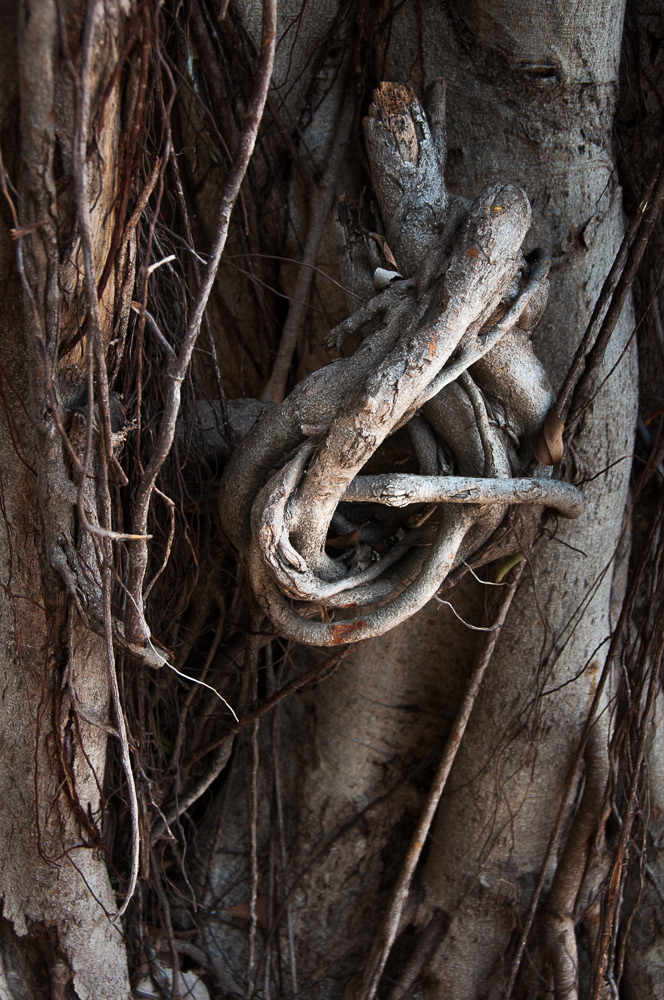 The Knot #09303