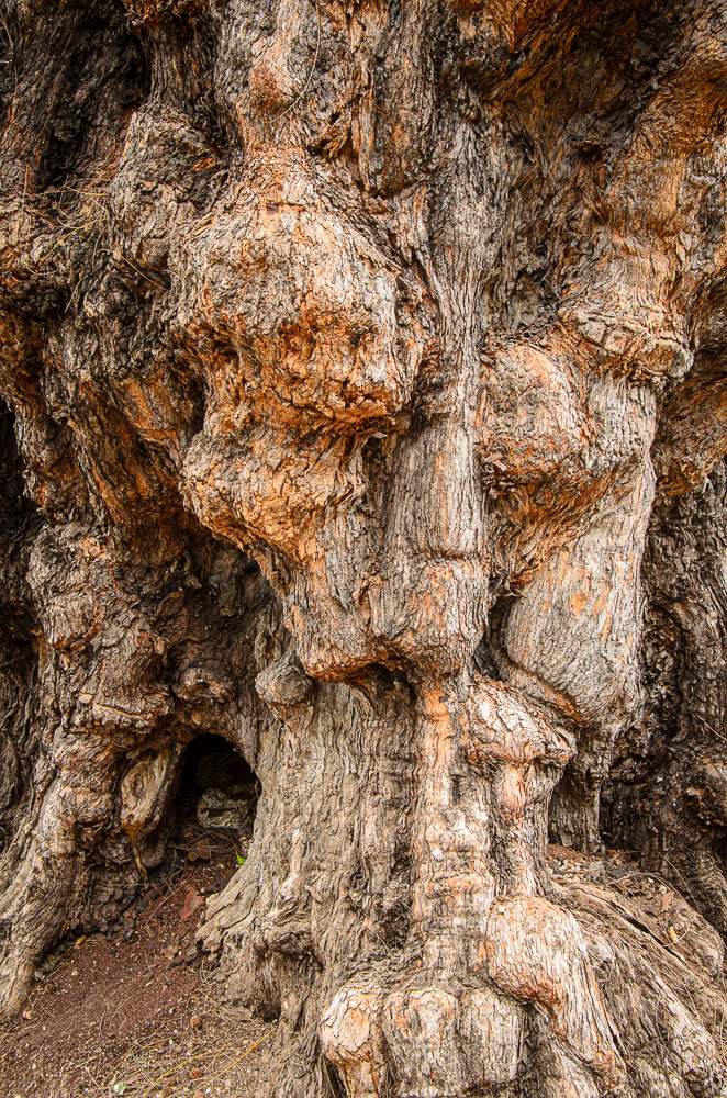 Burl #11720