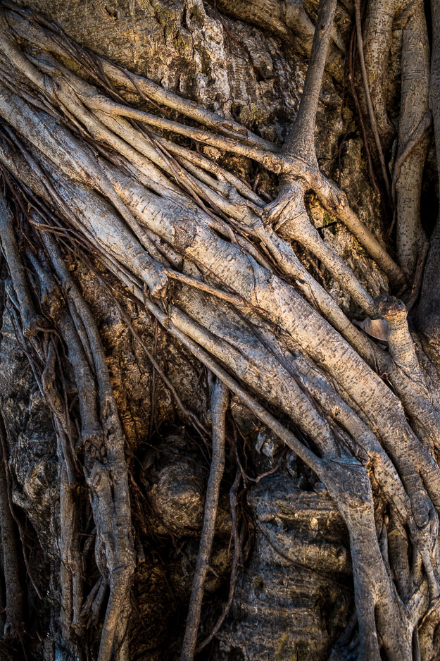 Banyan #20266