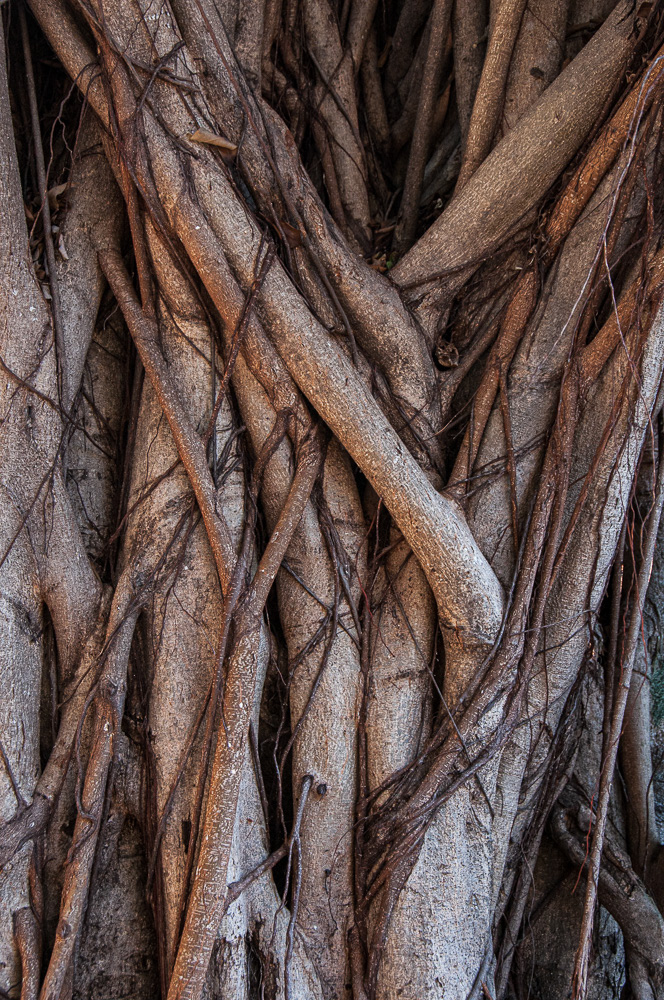 Banyan #07473