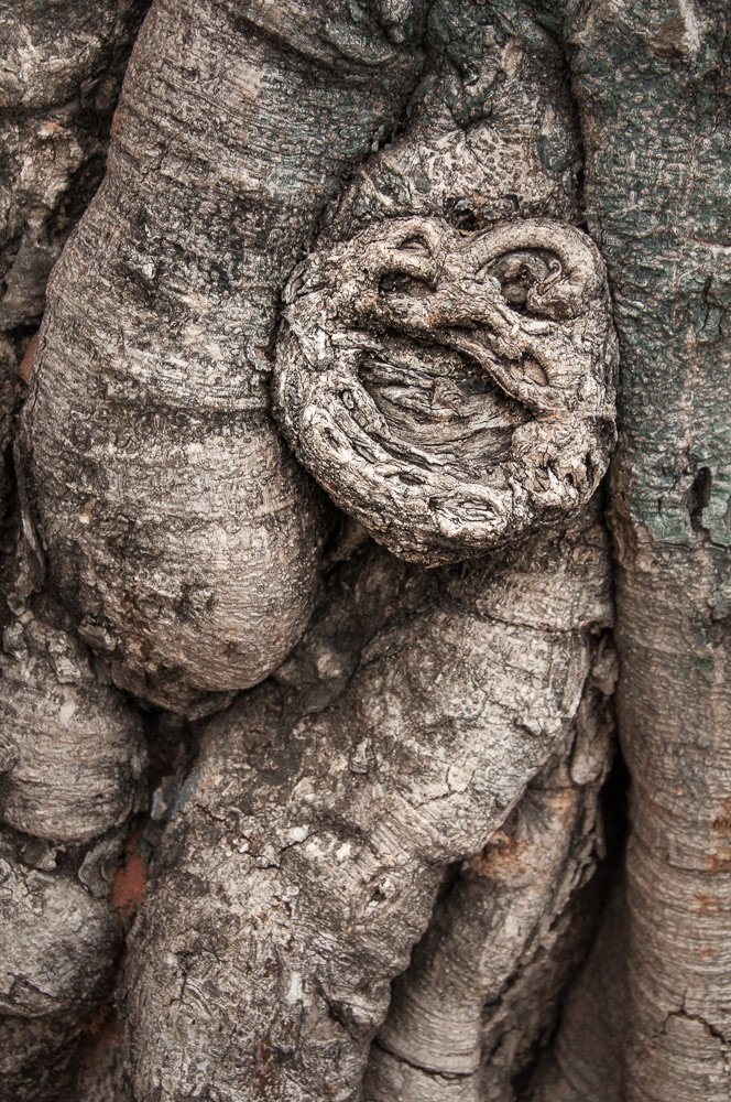 Monkey Tree #09194