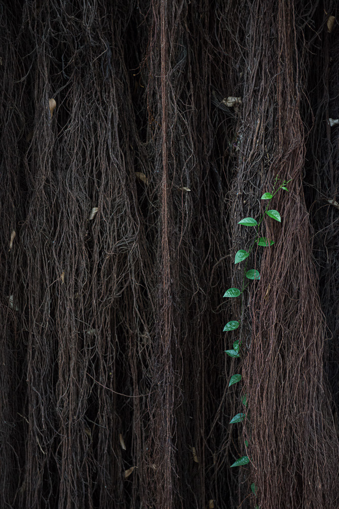 Leaves #18129