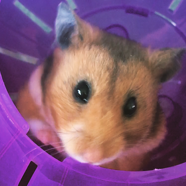 Syrian hamster in a purple ball.