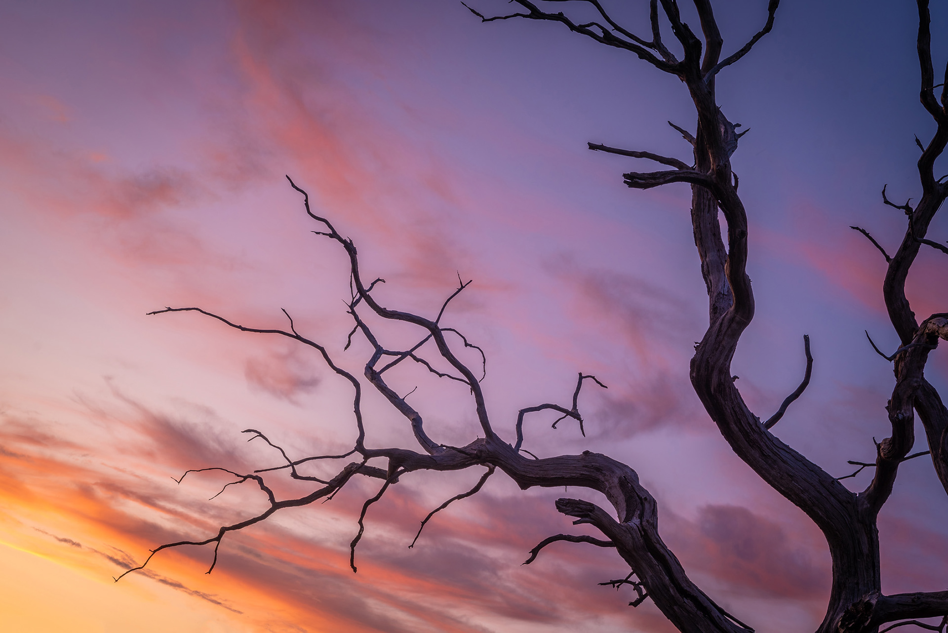 abberton dead tree sunset sunrise golden landscape