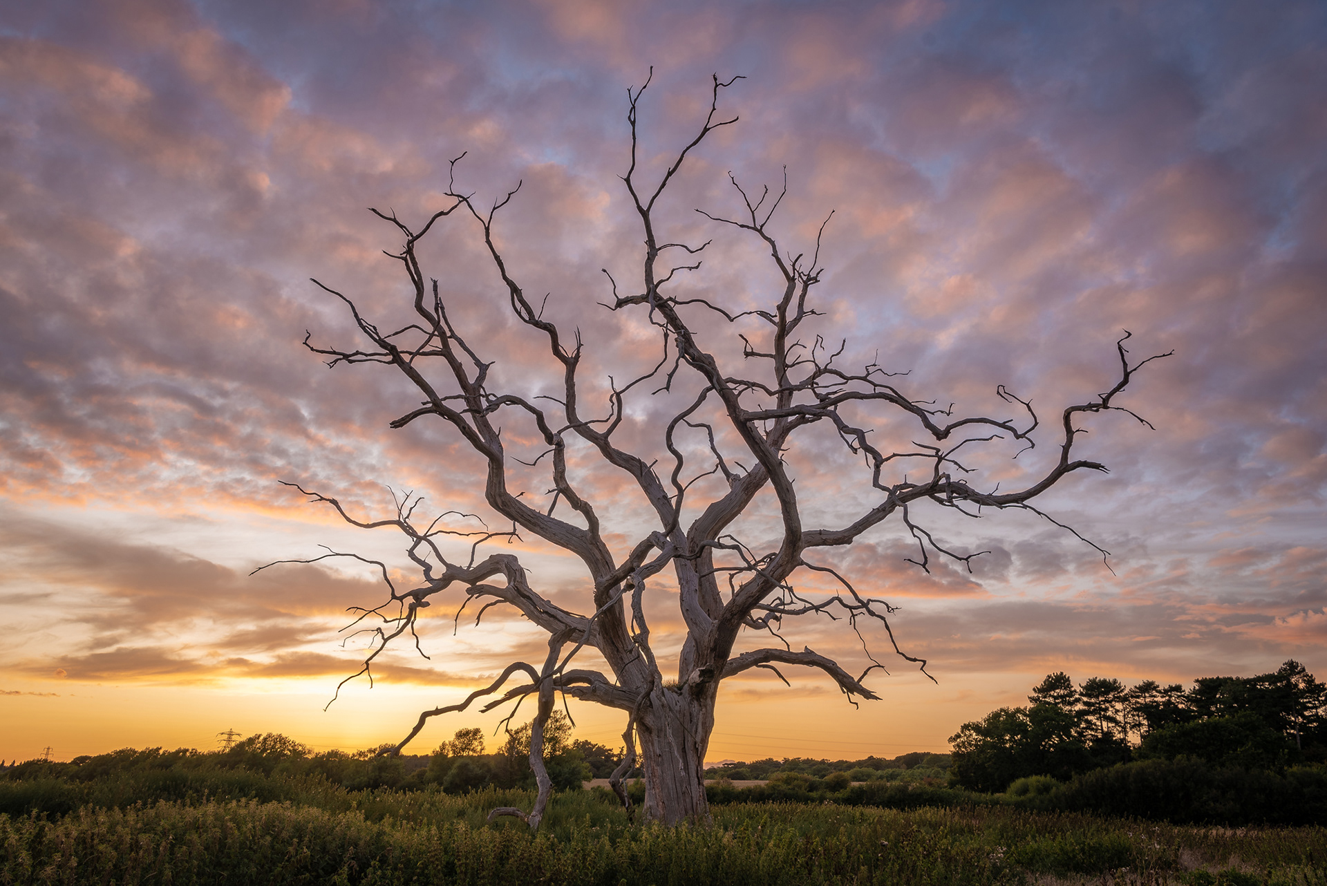 abberton dead tree sunset sunrise golden landscape