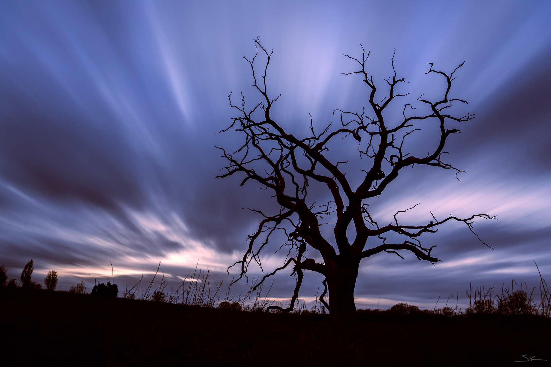abberton dead tree sunset sunrise golden landscape