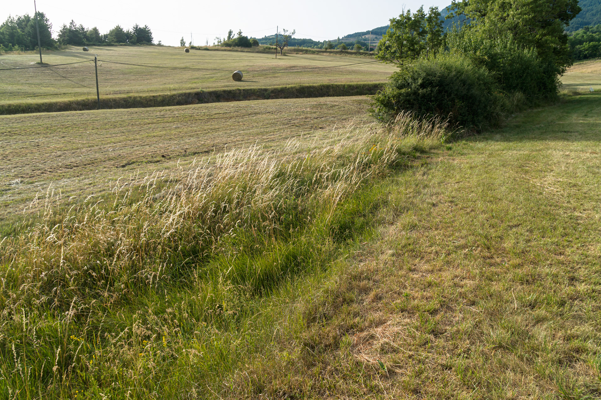 Ici un rendement insignifiant en 2022 en fourrages sur des parcelles parcourues par des bovins en été et des ovins en début d'hiver
