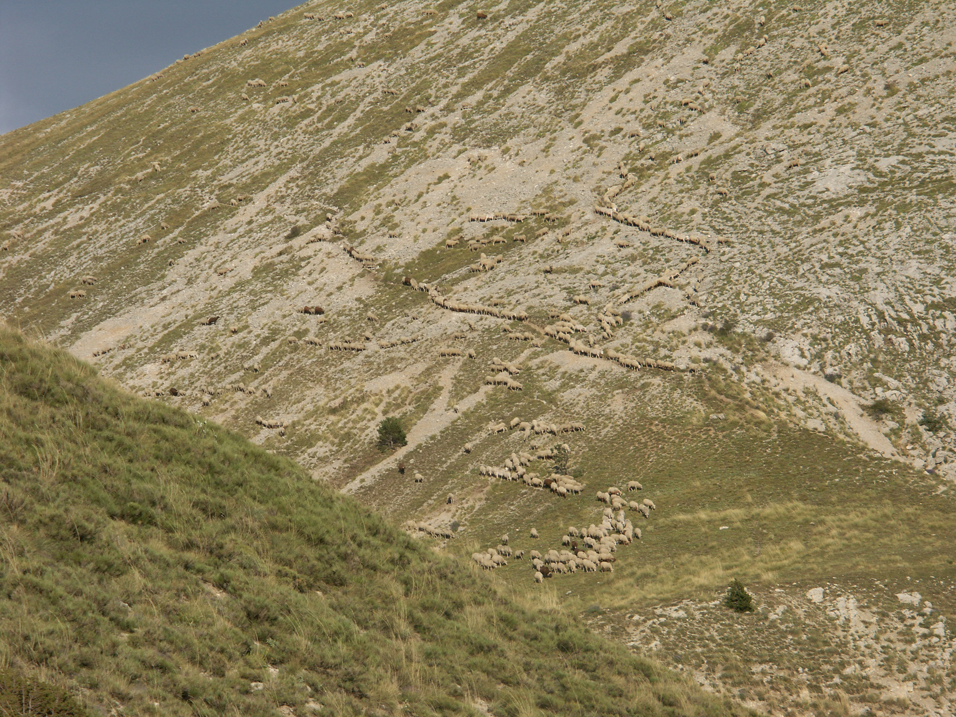 Trajet du troupeau aux abords de la Grande Cloche