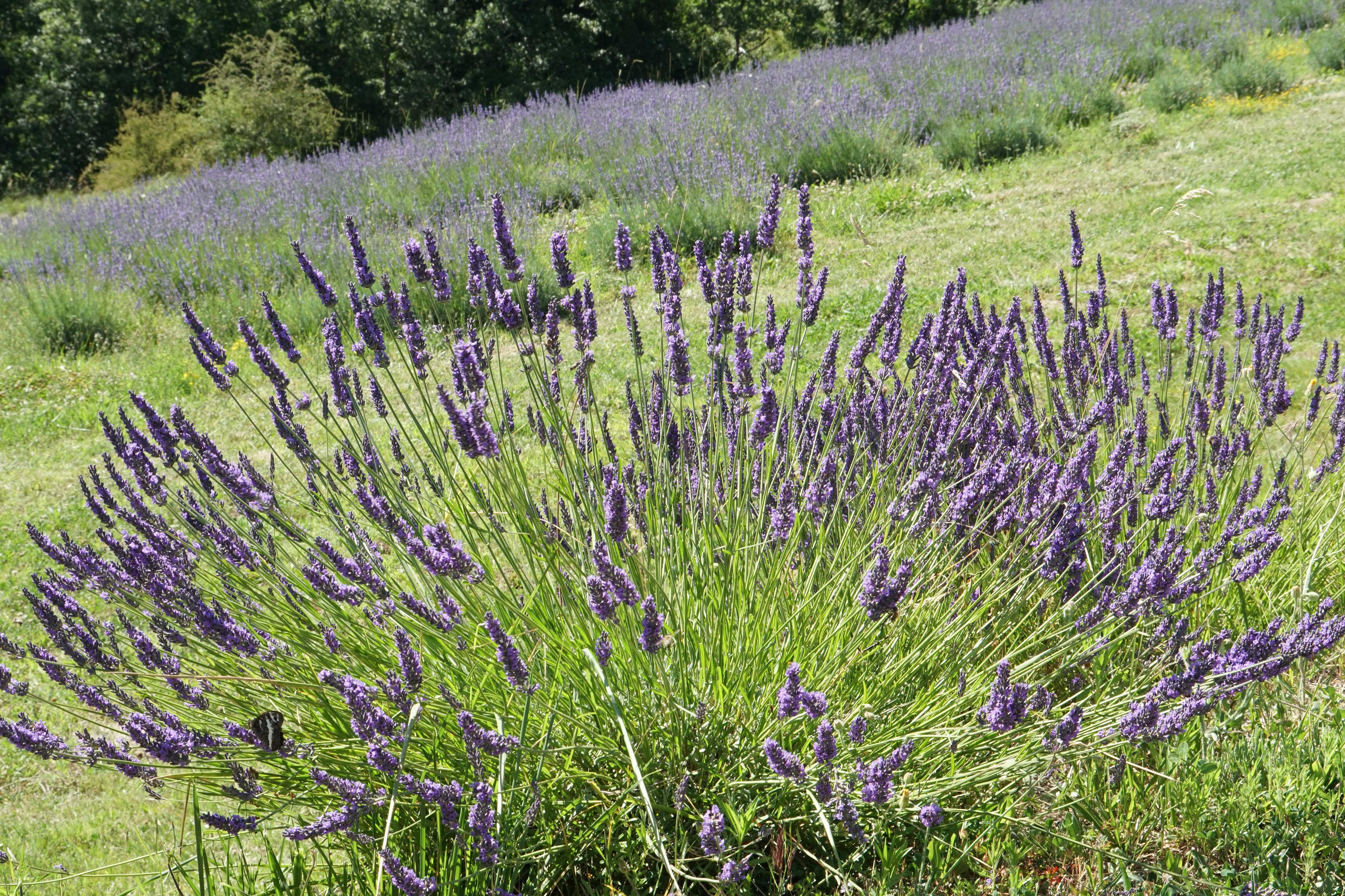 Un plant de lavandin et le champ de lavande fine