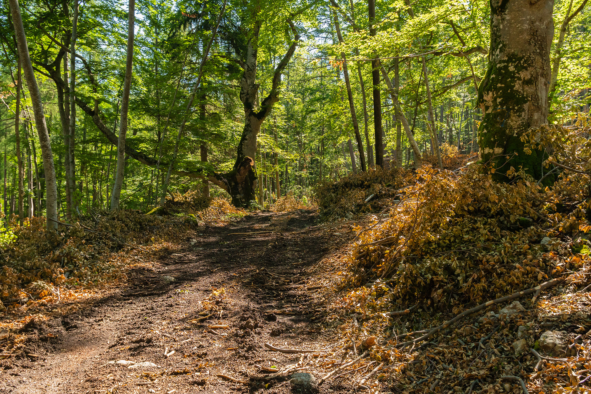 Chemin de la Fayée en ubac de la Roche des Brigands