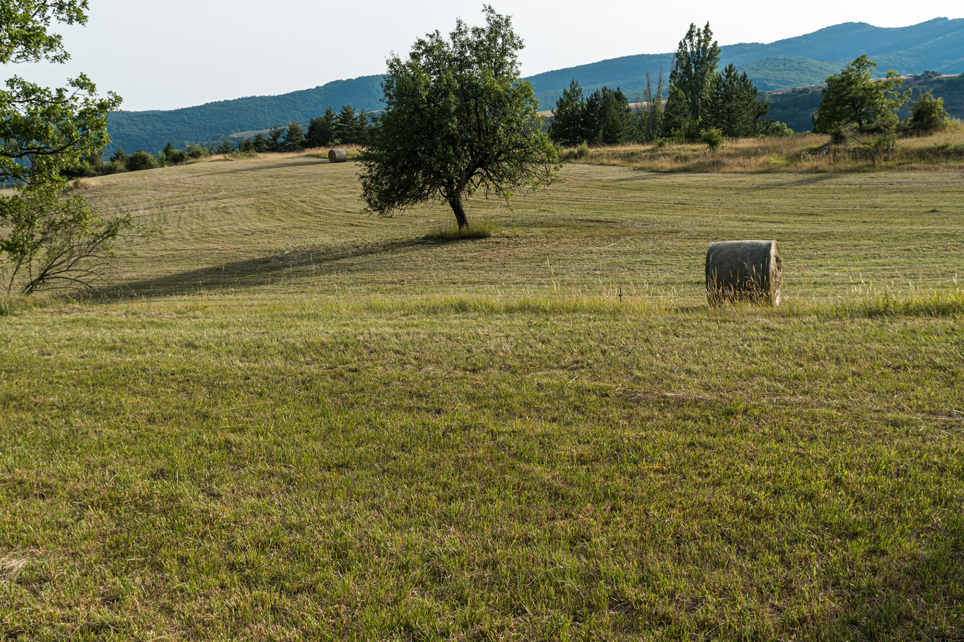 Ici un rendement insignifiant en 2022 en fourrages sur des parcelles parcourues par des bovins en été et des ovins en début d'hiver