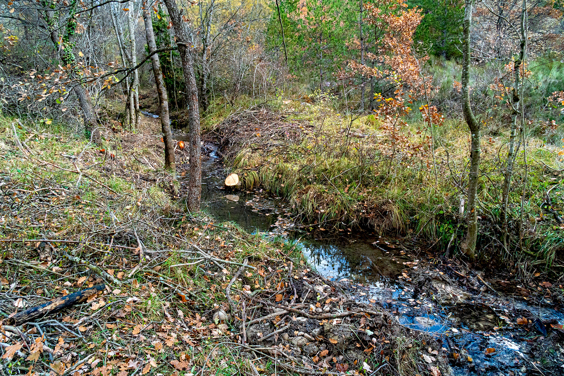 Vallon de la Combe, du vallon d'EntreVignes à sa confluence avec le ravin des Graves