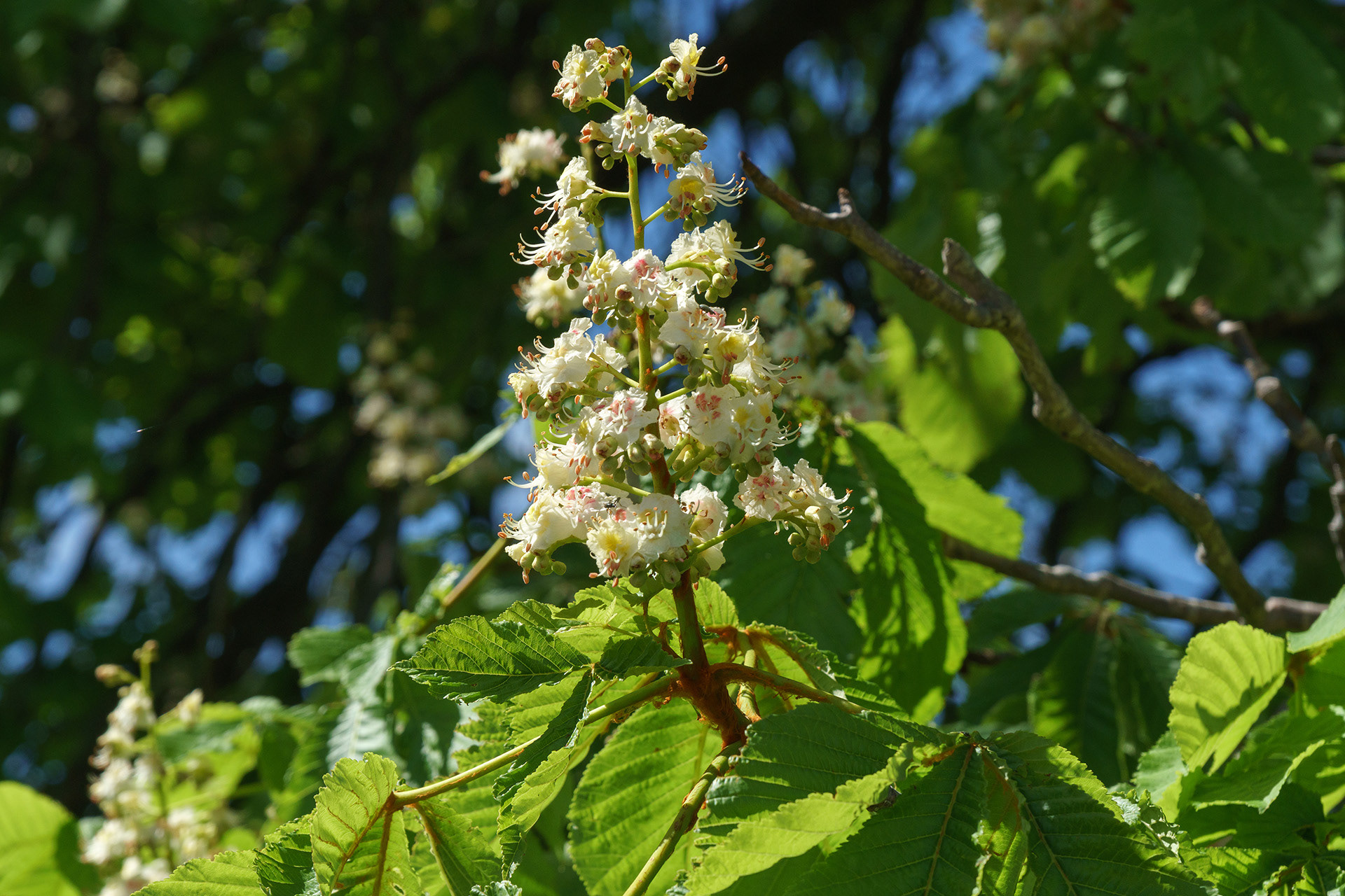 Fleurs du marronnier
