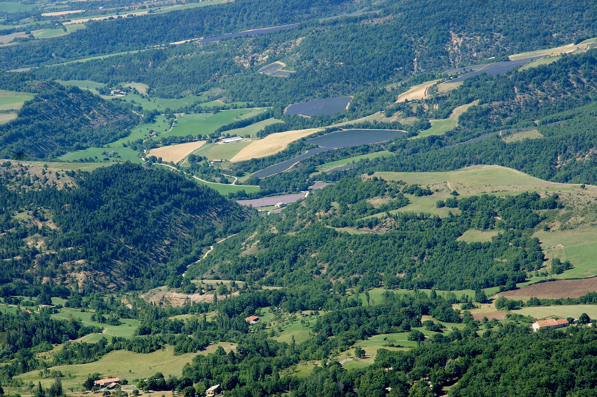 Sauge sclarée en bas du Castellard et champs de lavandins de Thoard