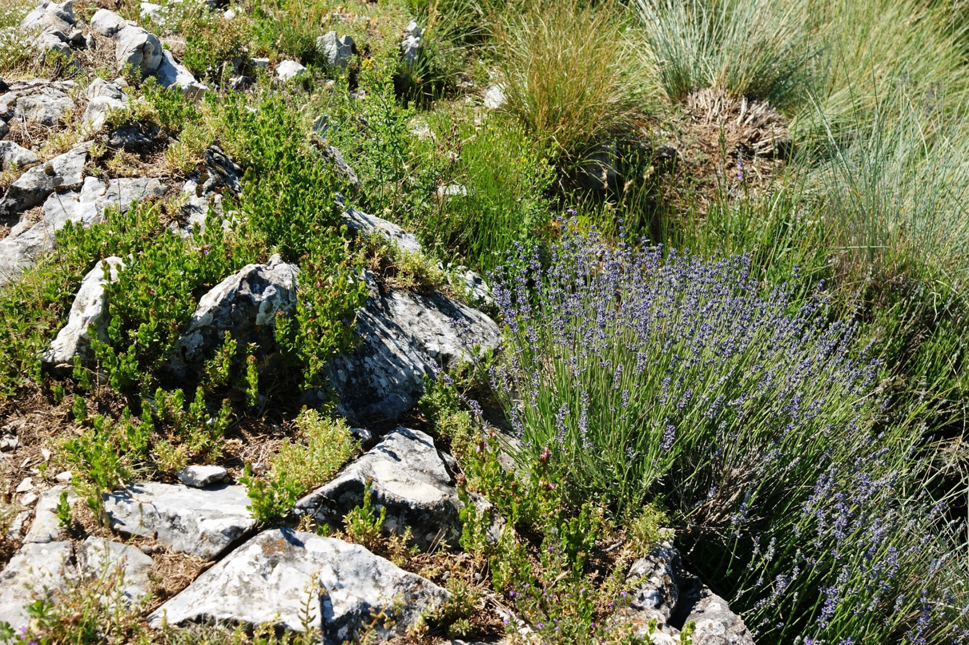 La lavande sauvage est omniprésente entre 900 m d'altitude et 1800 sur les sommet de Mélan, de Géruen de la cloche de Barles