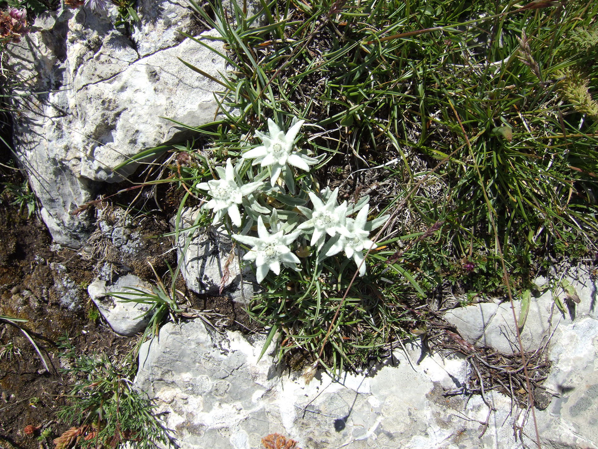 Edelweiss présents sur le sommet de la montagne de Chine et en aval du sommet de Géruen