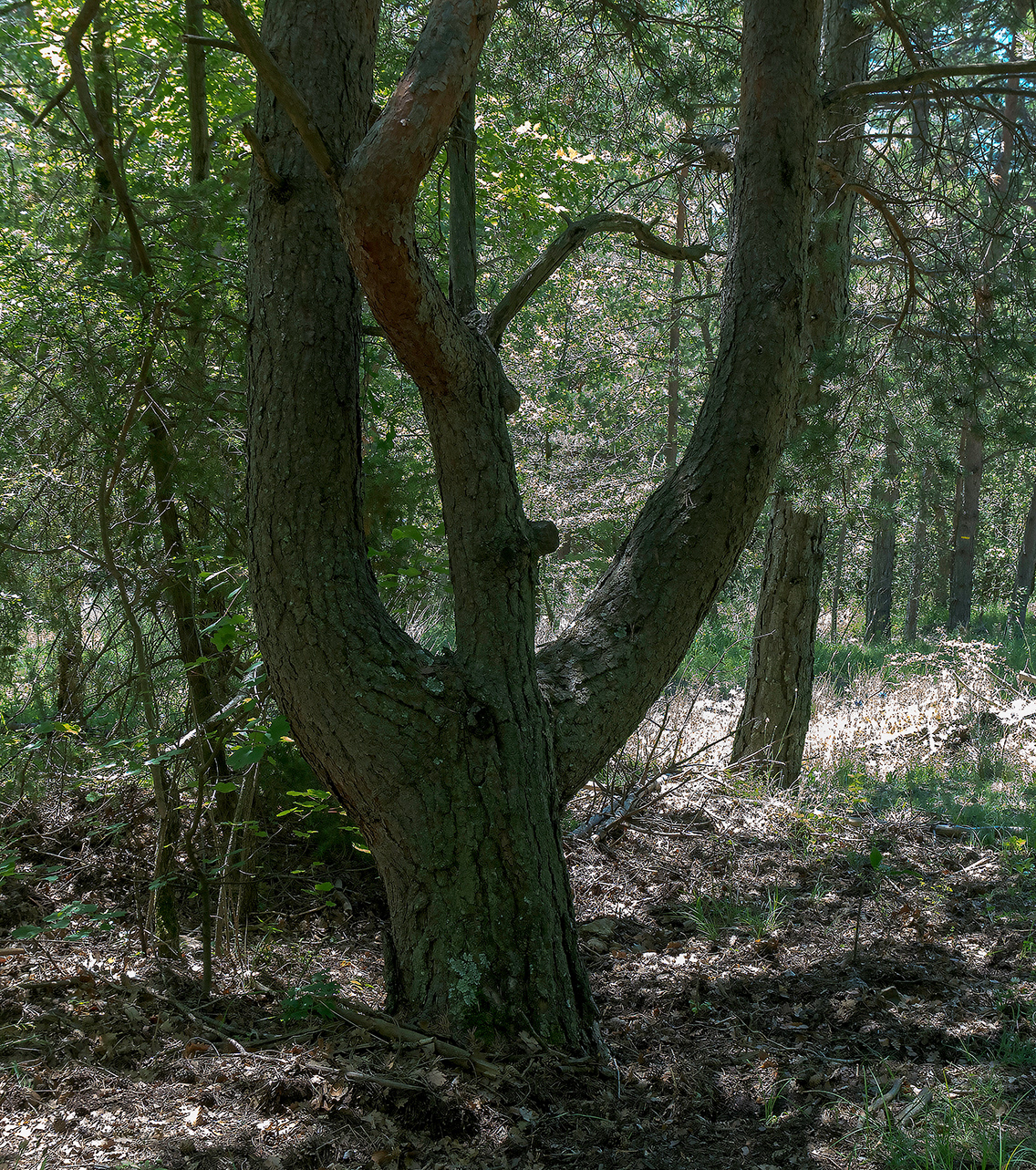 Arbre caractéristique dans la descente en forêt communale pour rejoindre l'embranchement Font de Saint-Jean