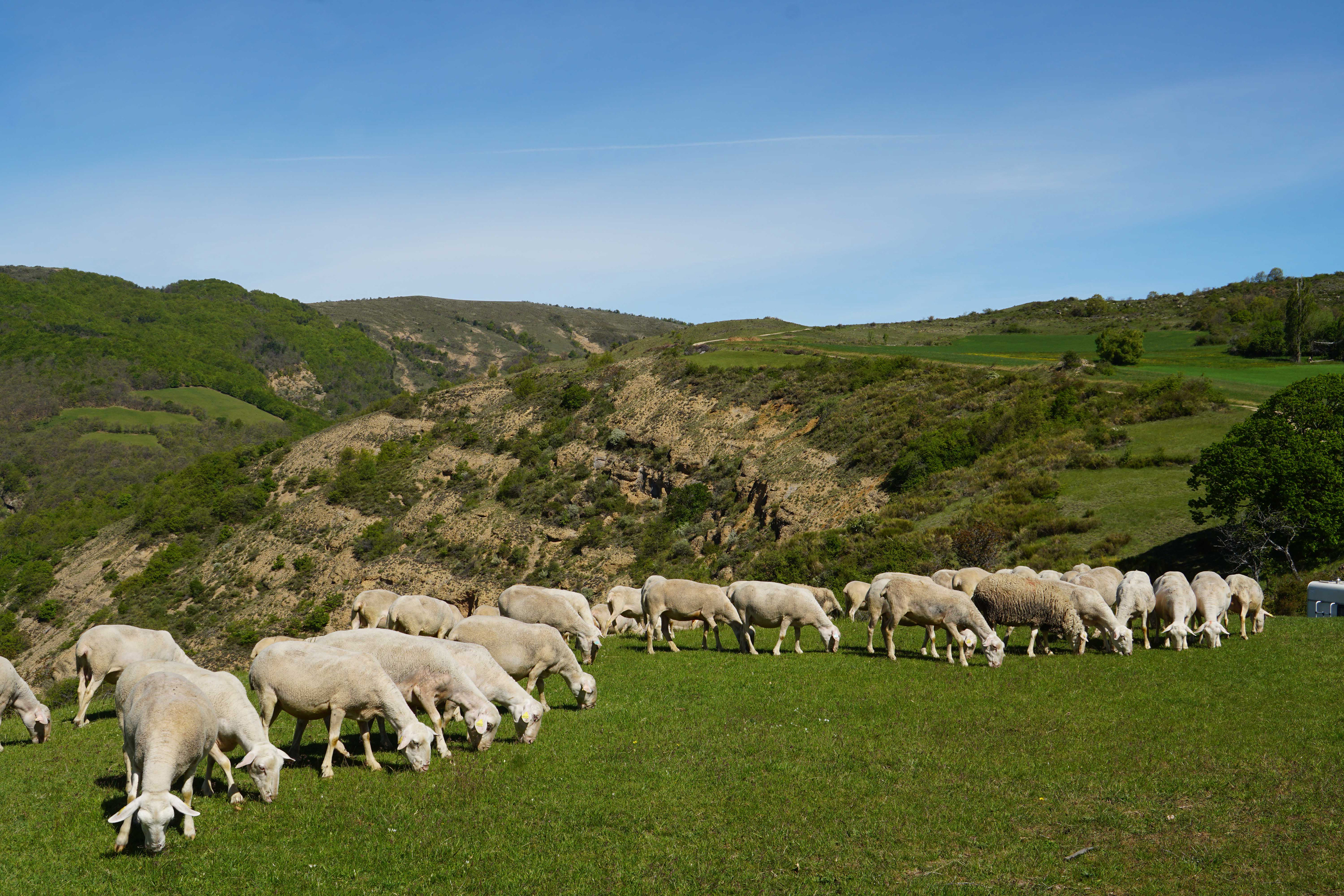 Ovins de la race Préalpes