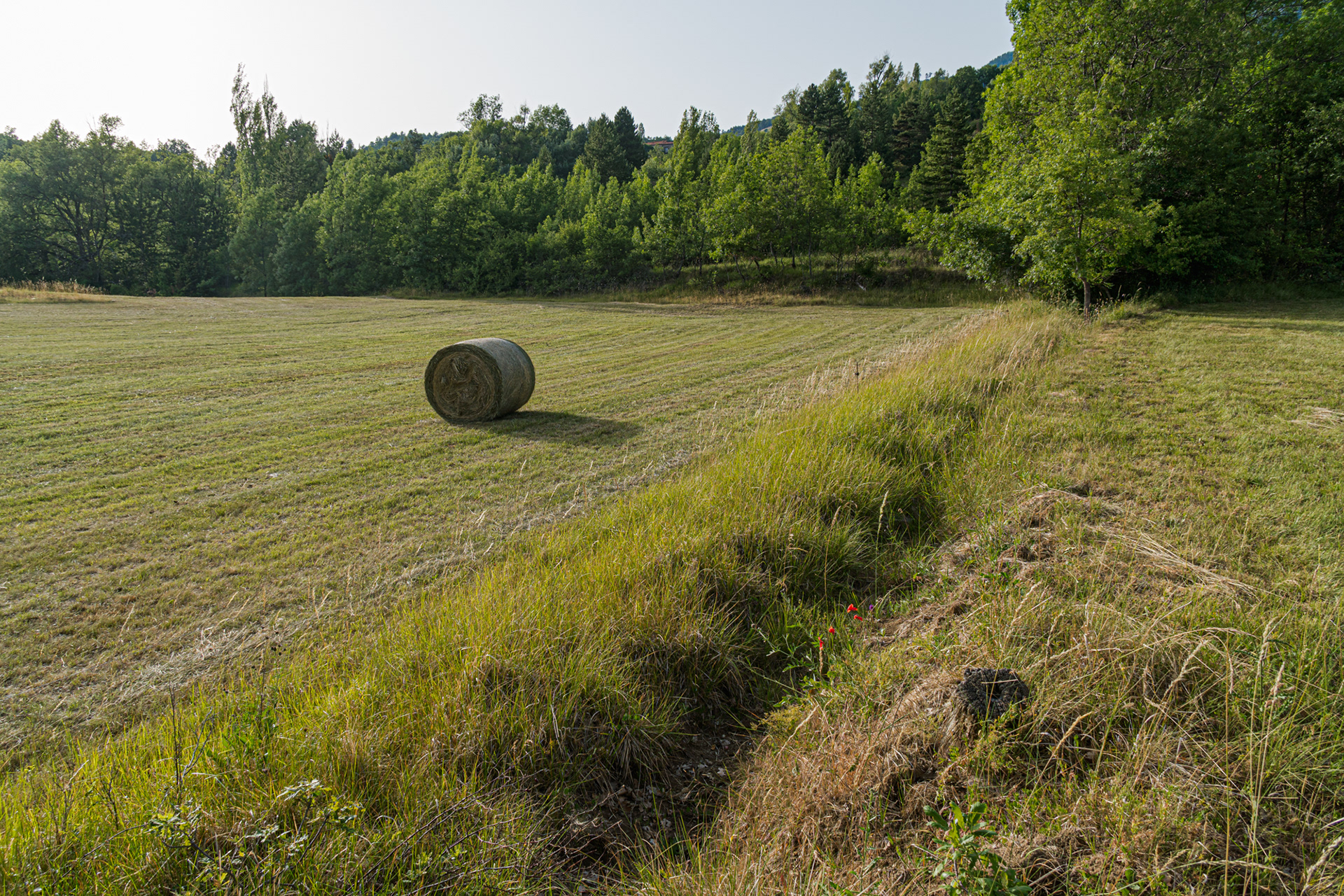Ici un rendement insignifiant en 2022 en fourrages sur des parcelles parcourues par des bovins en été et des ovins en début d'hiver