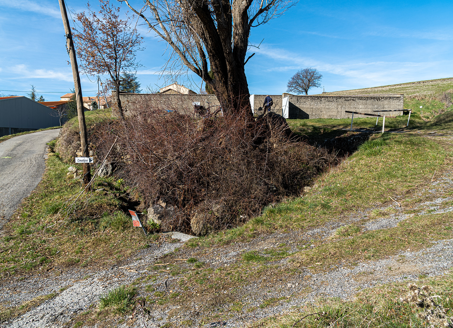 16 mars 2023, d'un coup de briquet, brûlege de la partie de haie naturelle restante en portant atteinte à ce peuplier, seul arbre du secteur!