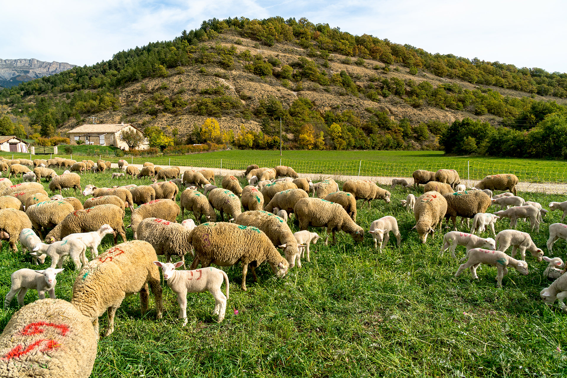 Pâture sur les espaces alluvionnaires du ravin des Graves