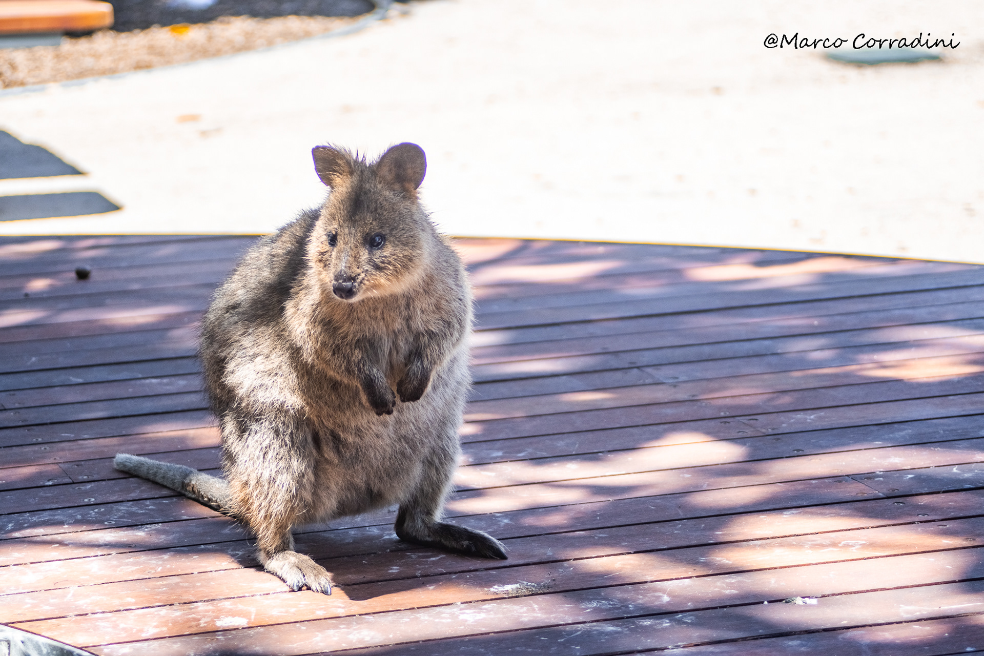 Quokka at Rottnest Island, Australia