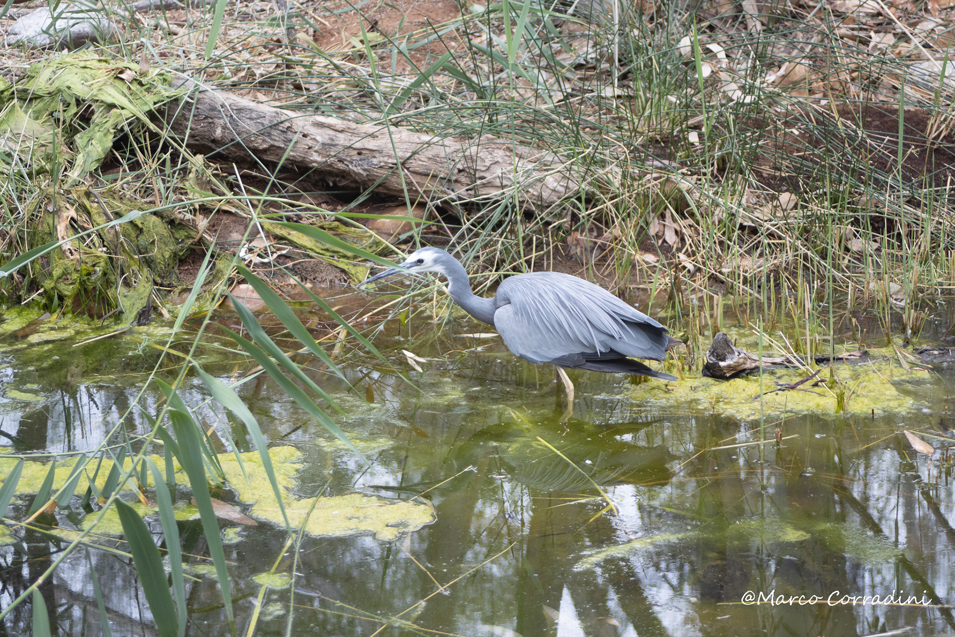 blue heron, Australia