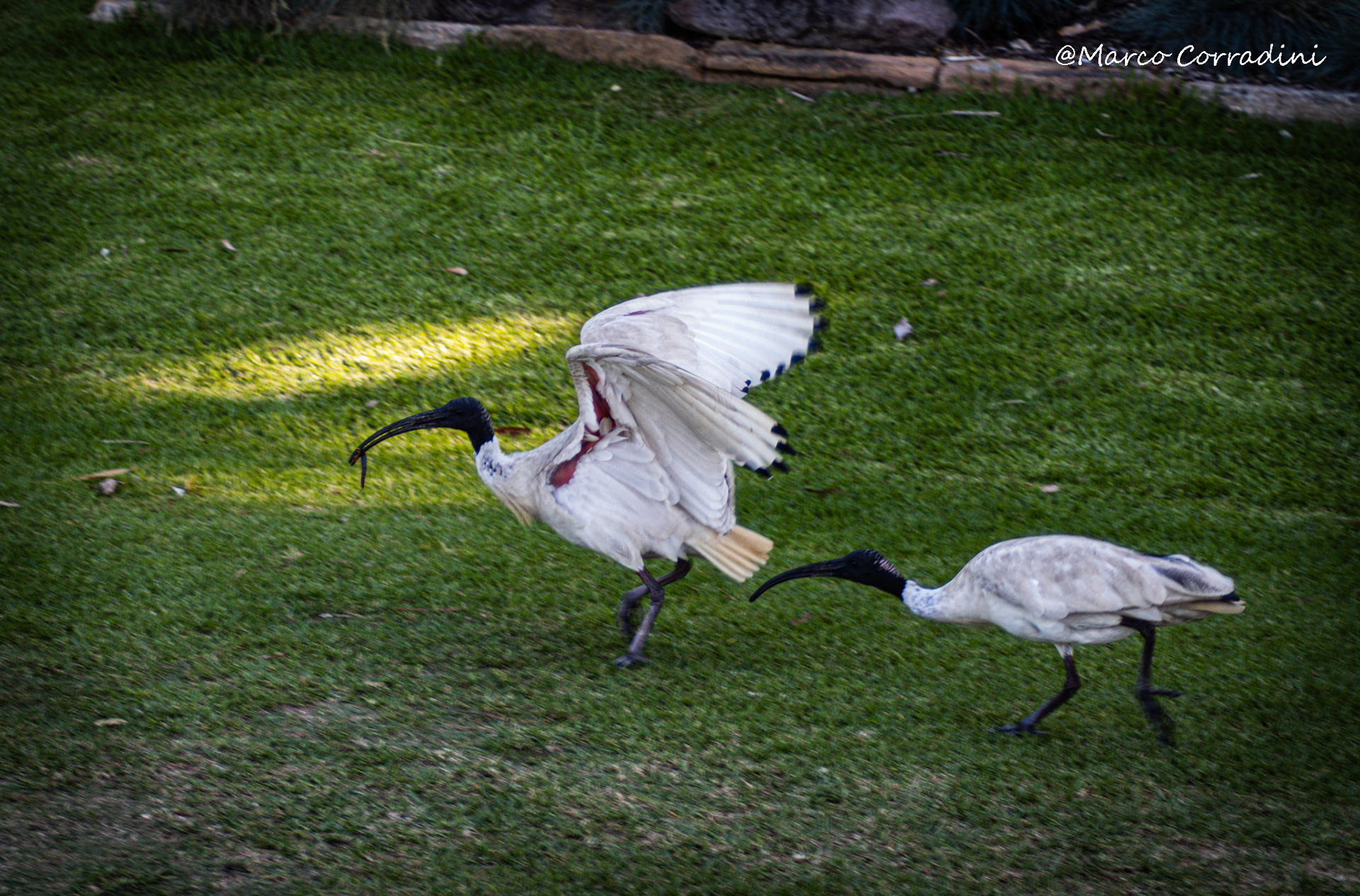 Australian white ibis
