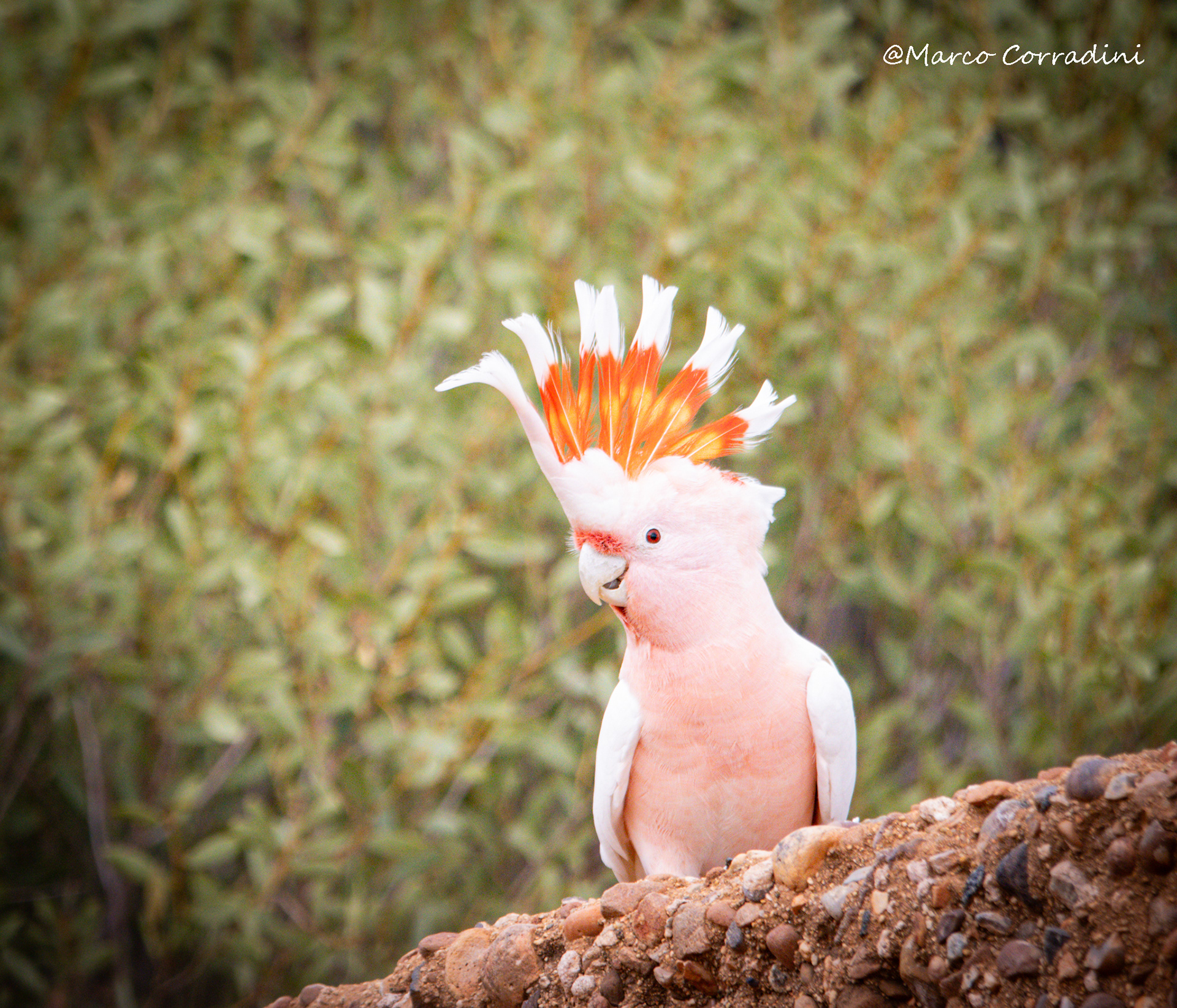 leadbeateri cockatoo, Australia