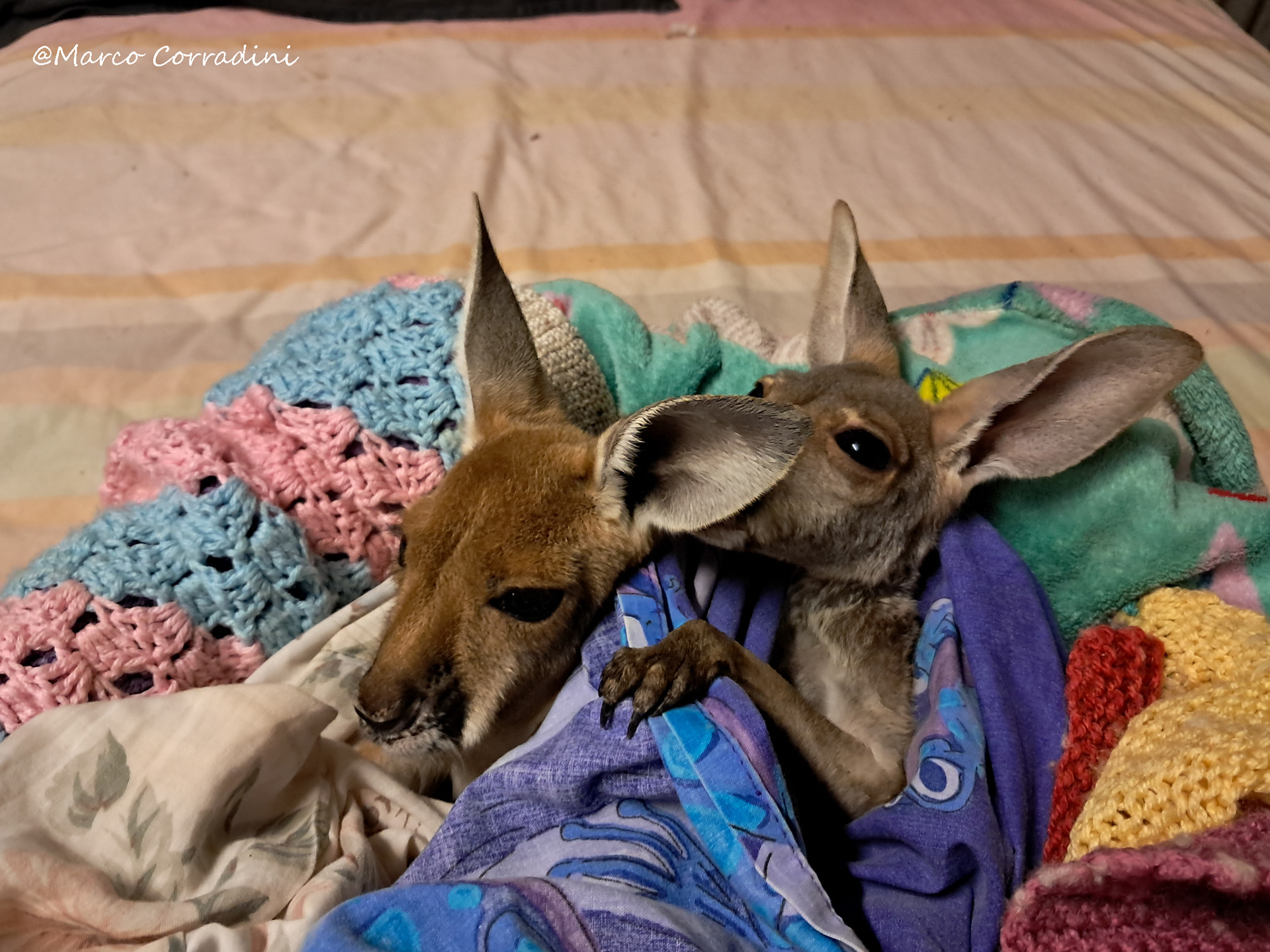 Baby kangaroos, Australia